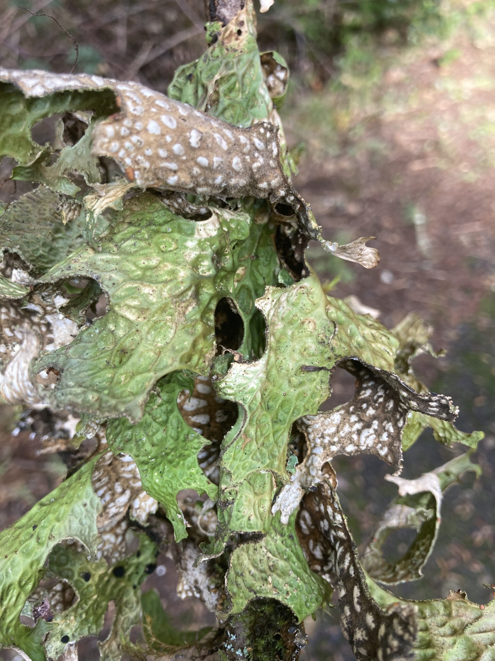 Lungwort Lichen
