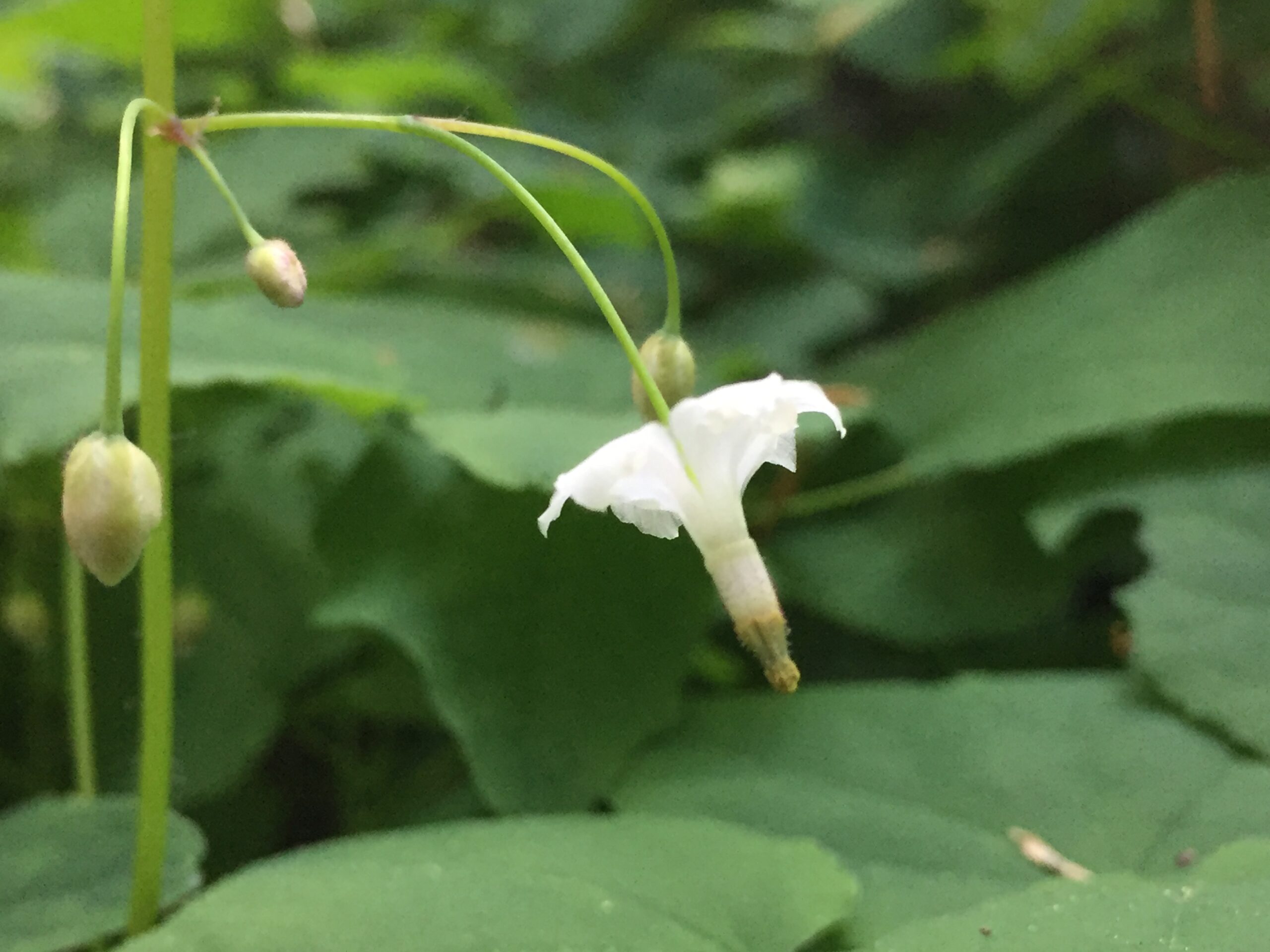 Inside-Out Flower