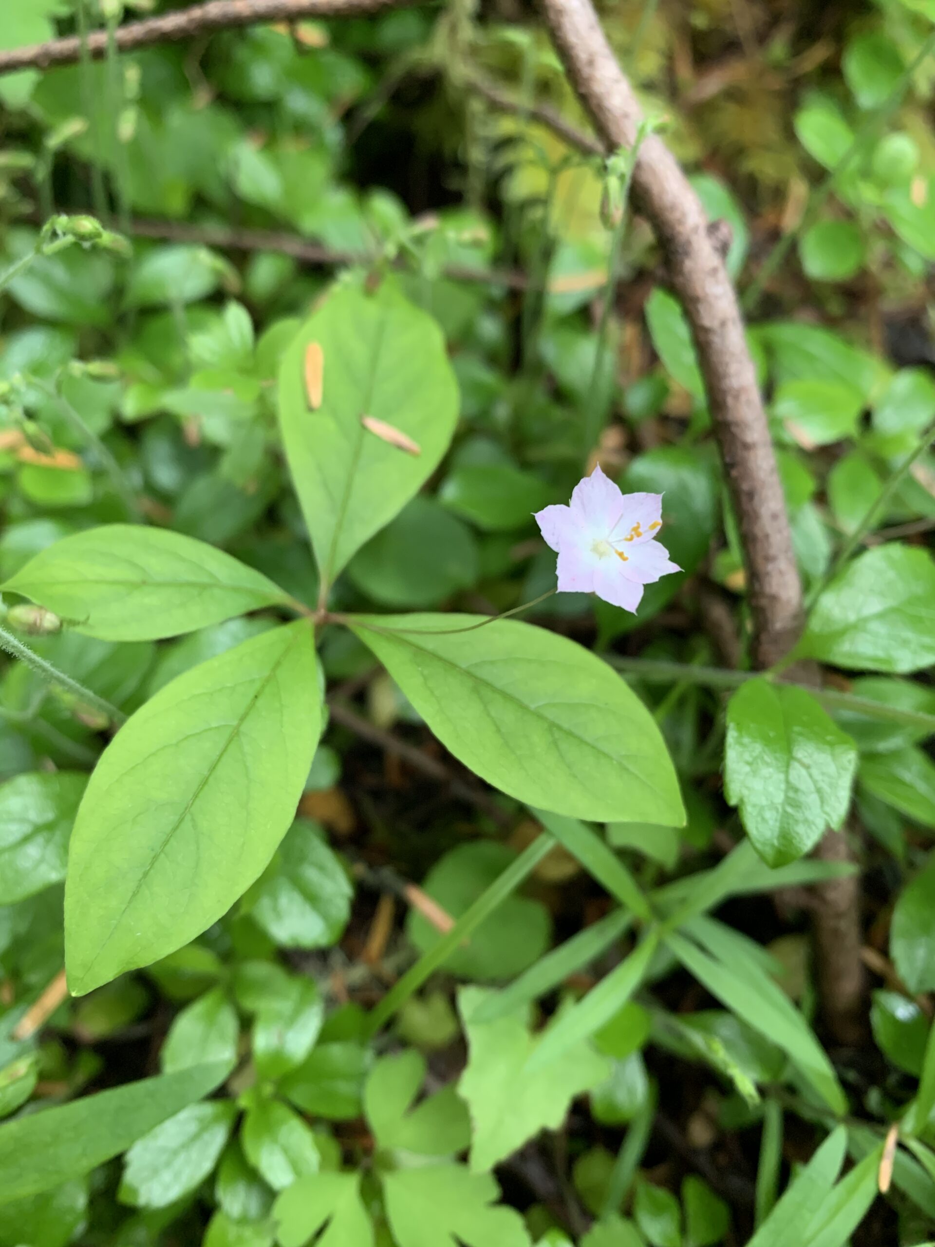 Pacific Starflower