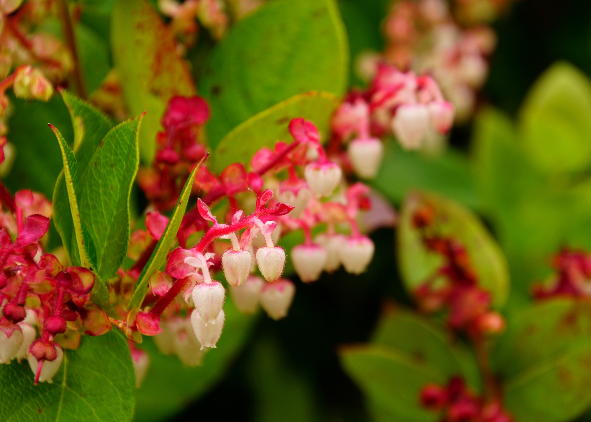 Salal