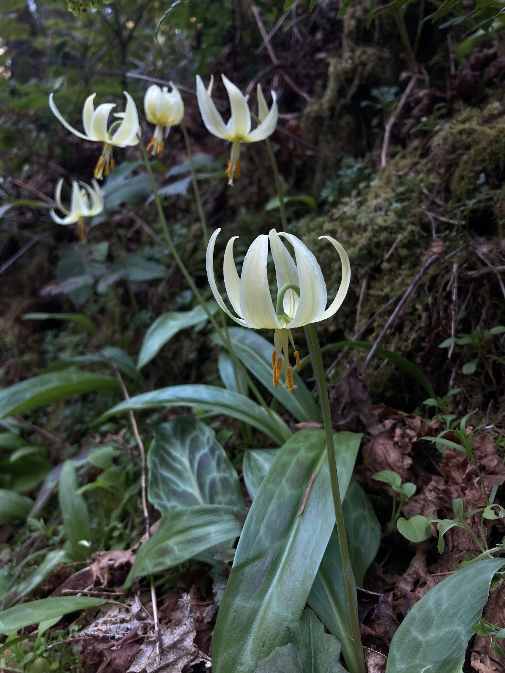 Oregon Fawn Lilly