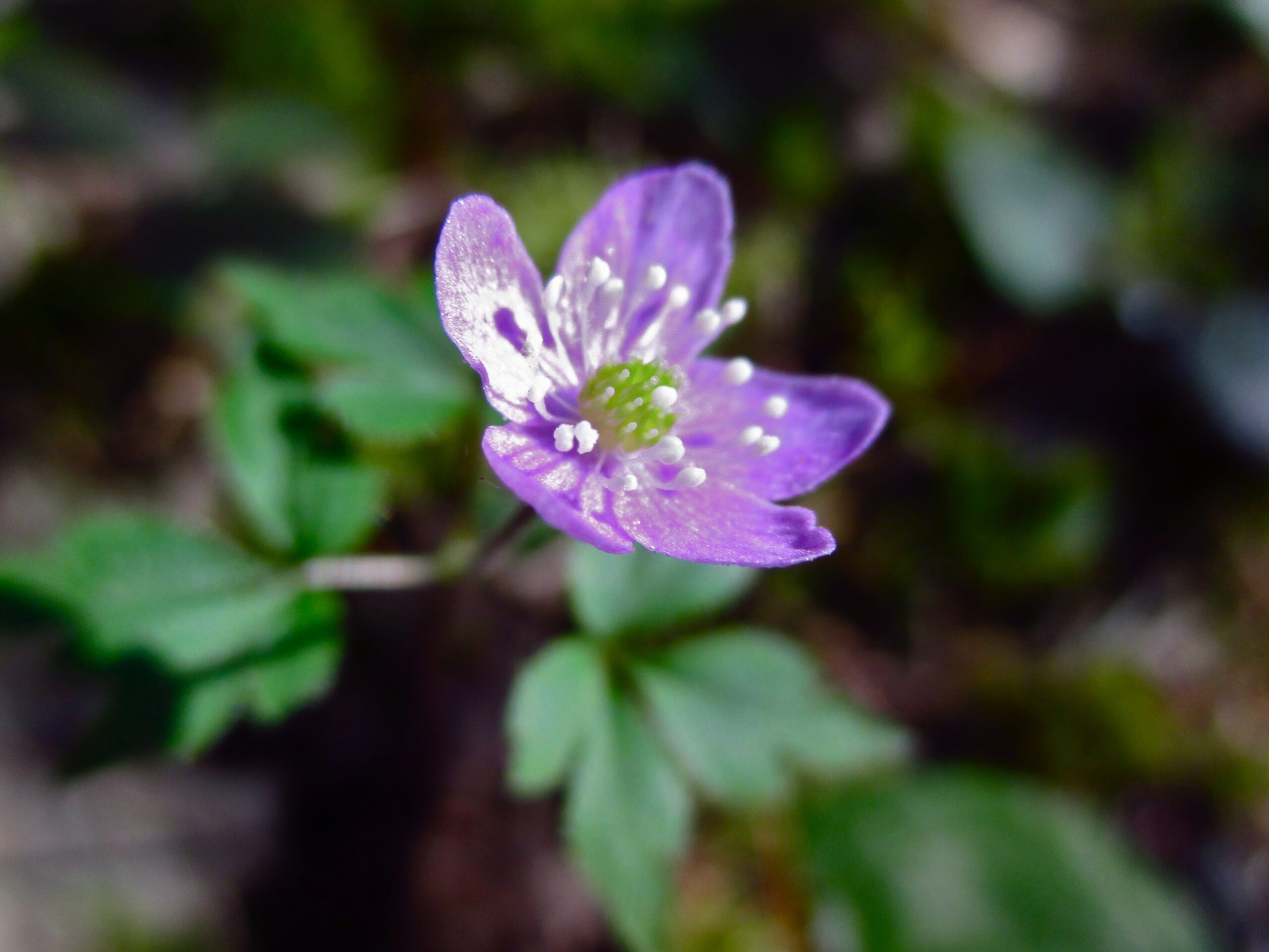 Western Wood Anemone