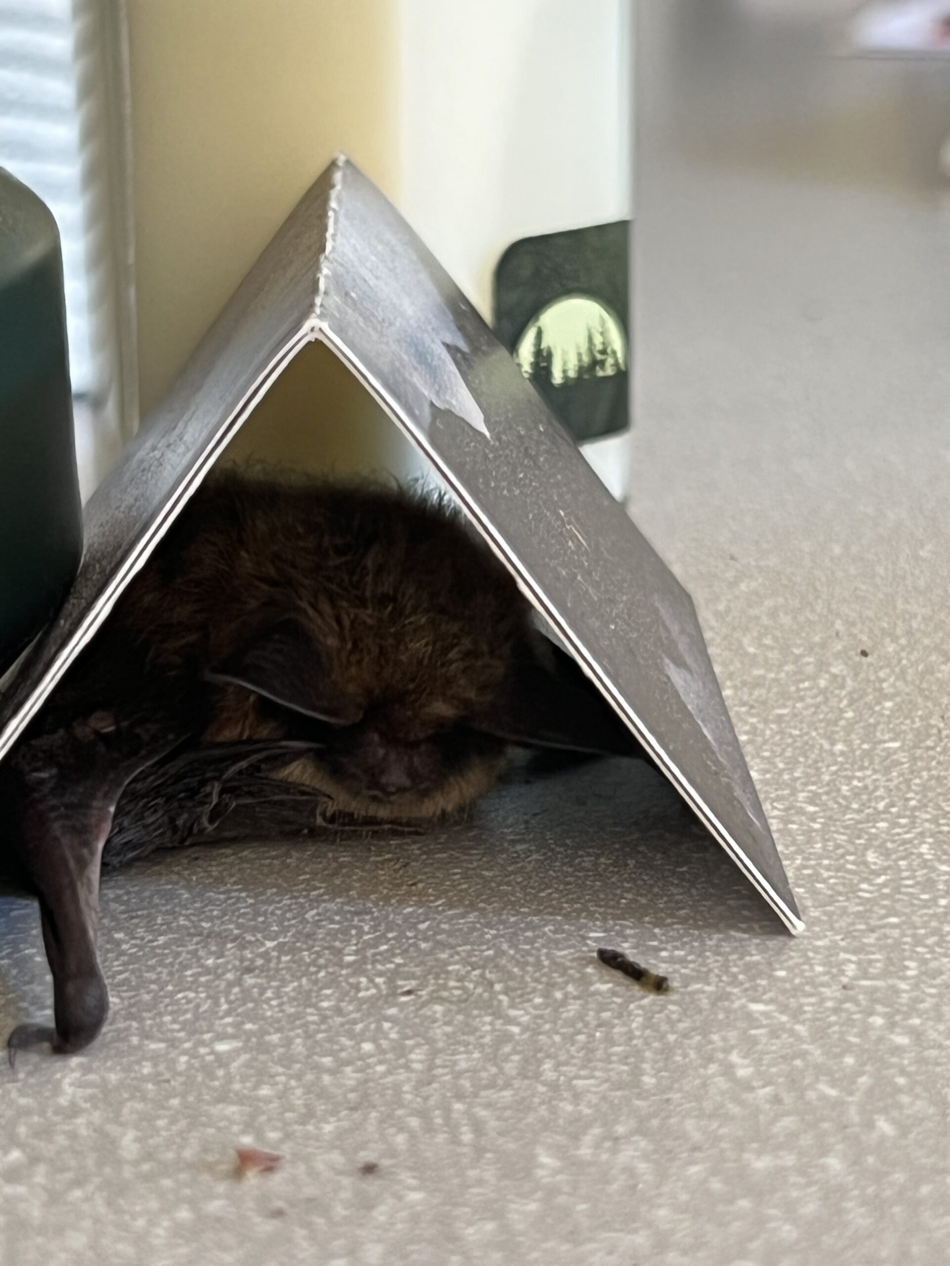 bat2.jpg