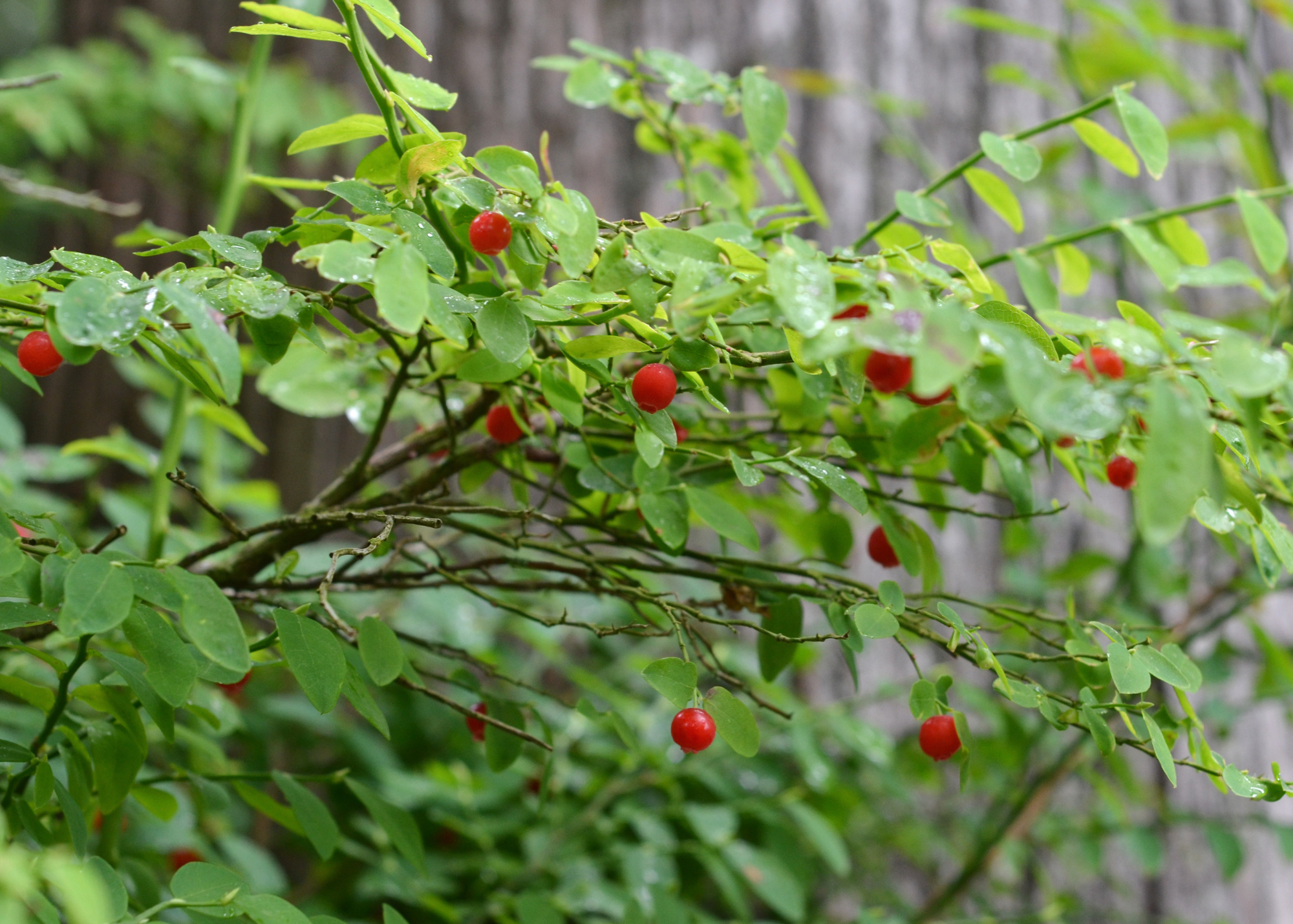 Red Huckleberry