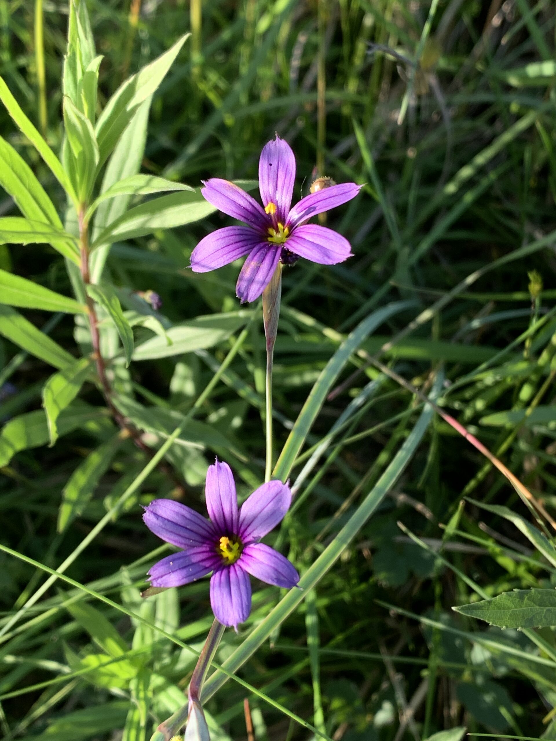 Blue-Eyed Grass