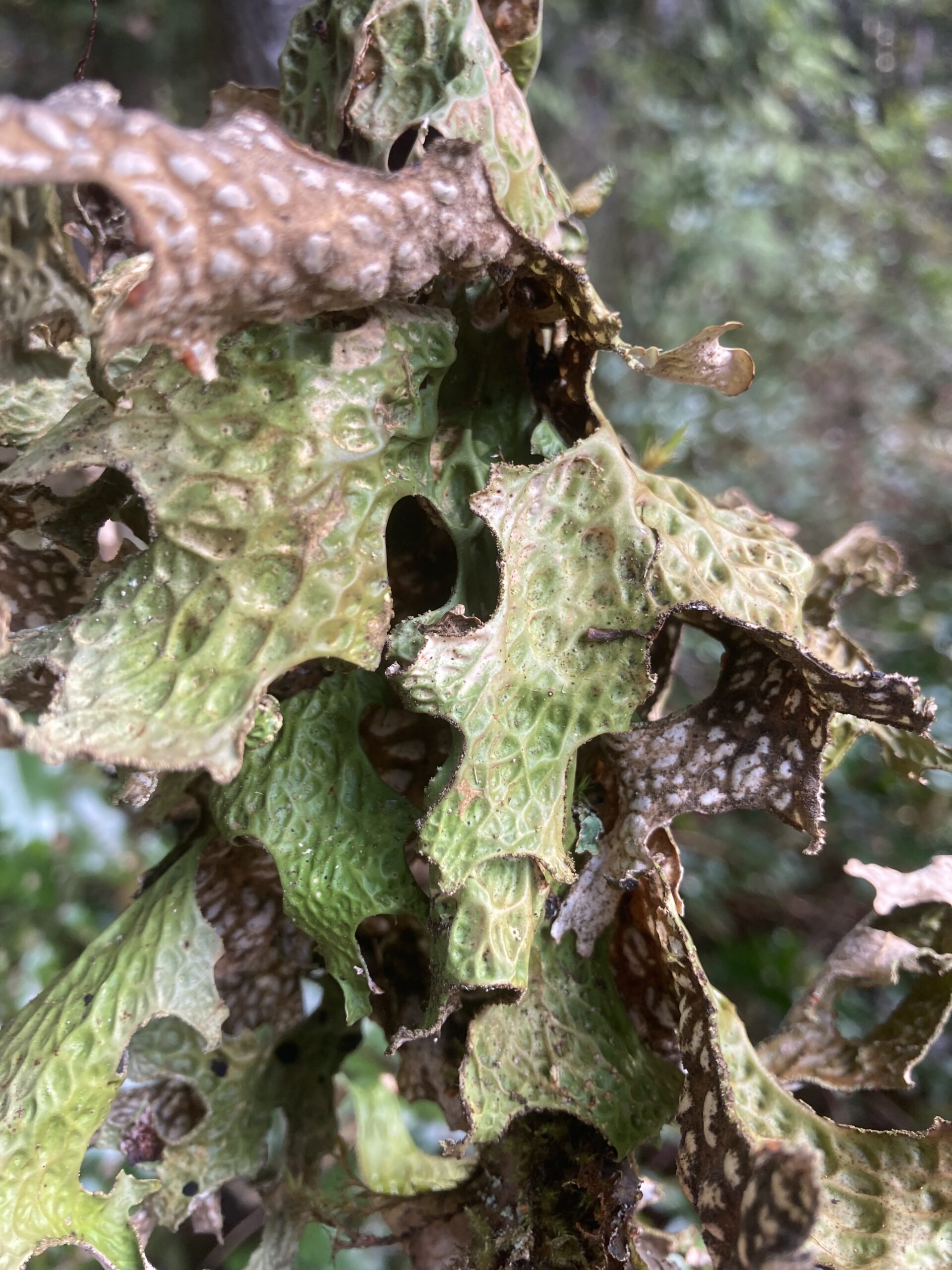 Lungwort Lichen