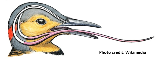 Woodpecker brain protection diagram