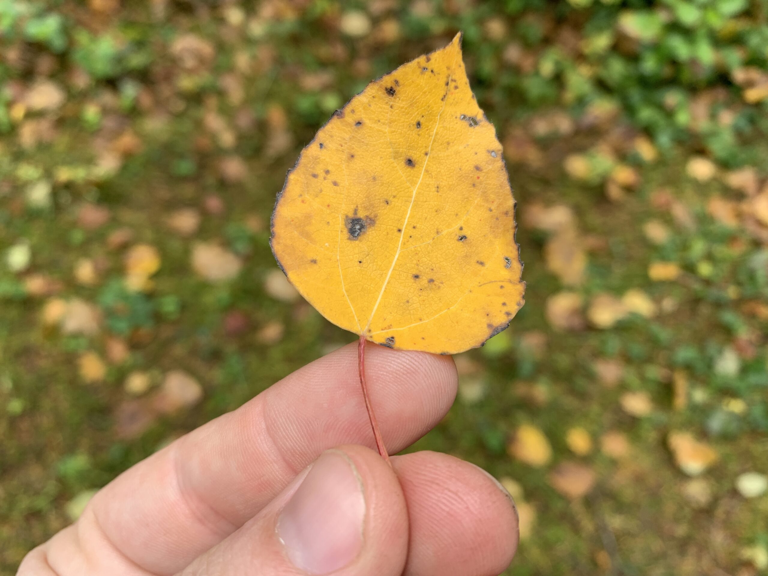Quacking Aspen