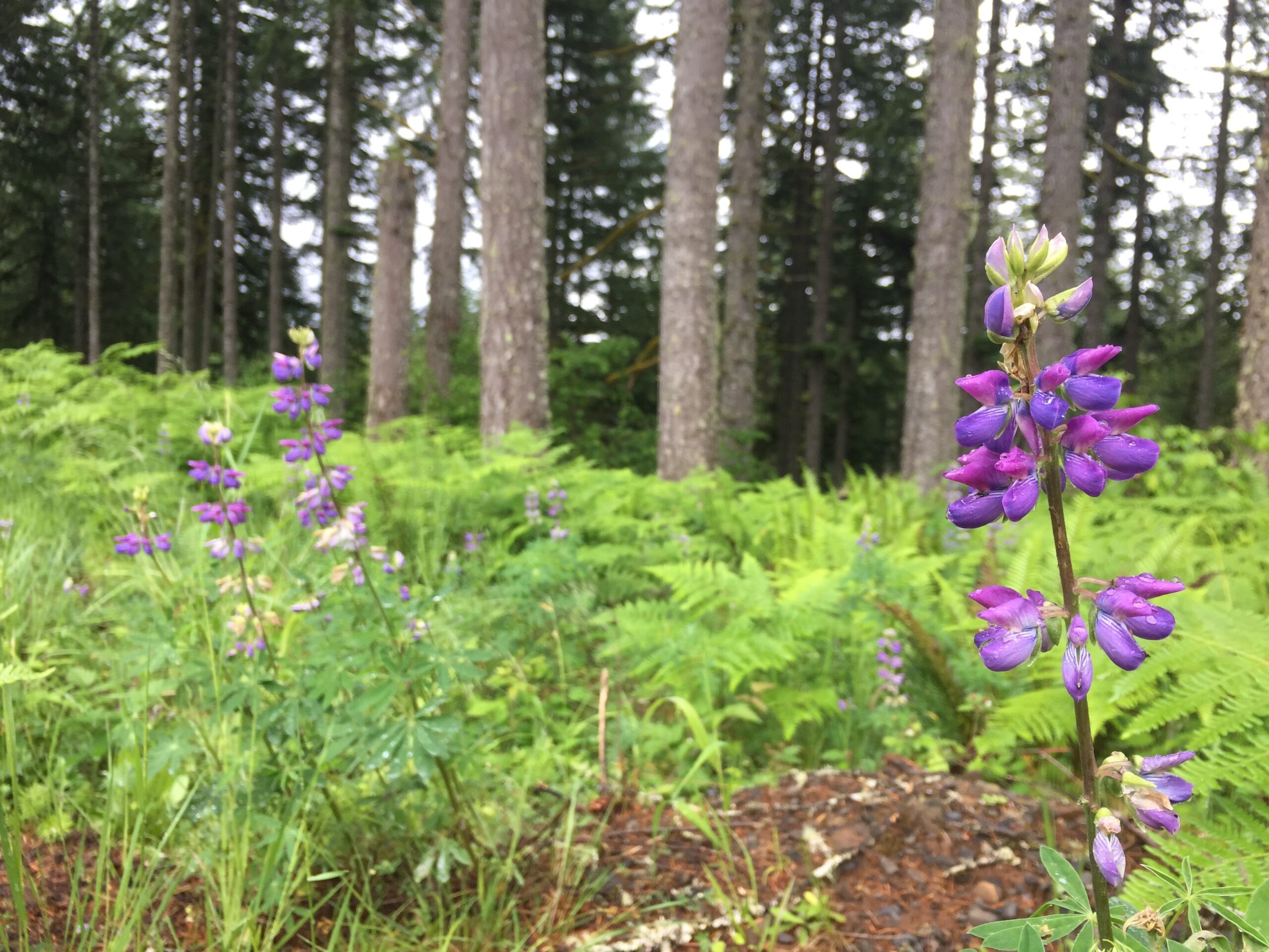 Broadleaf Lupine
