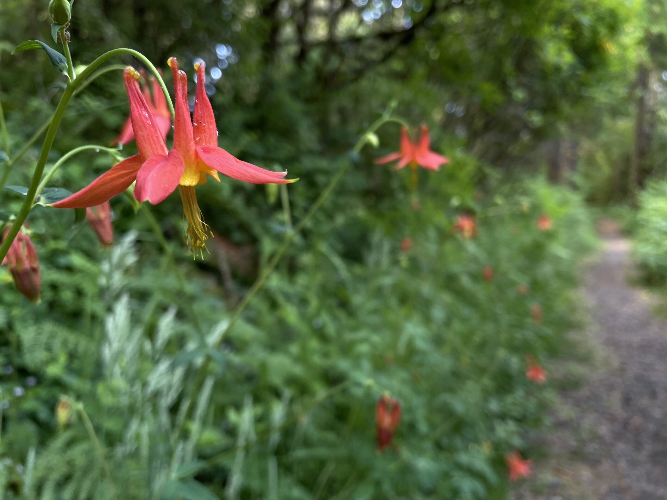 Red Columbine