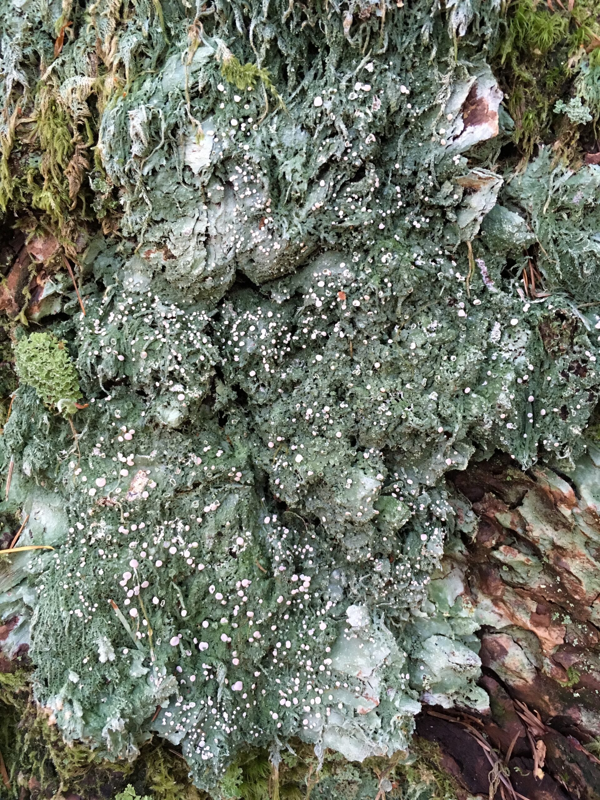 Fairy Barf Lichen