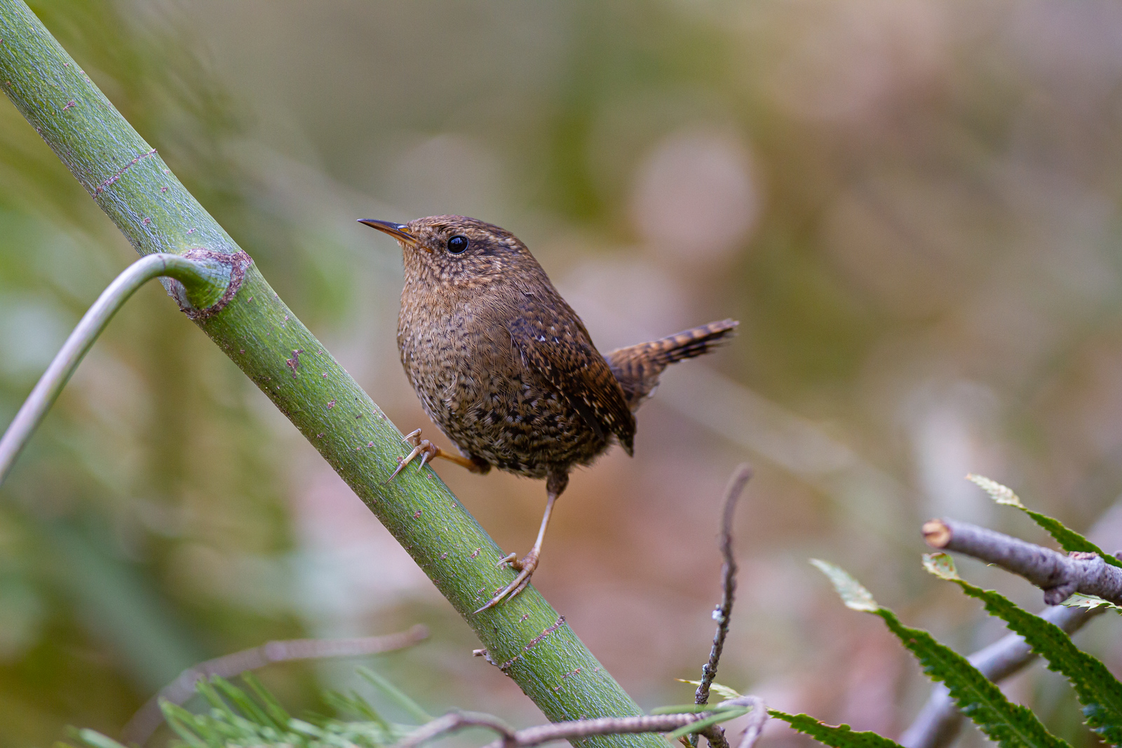 Pacific Wren