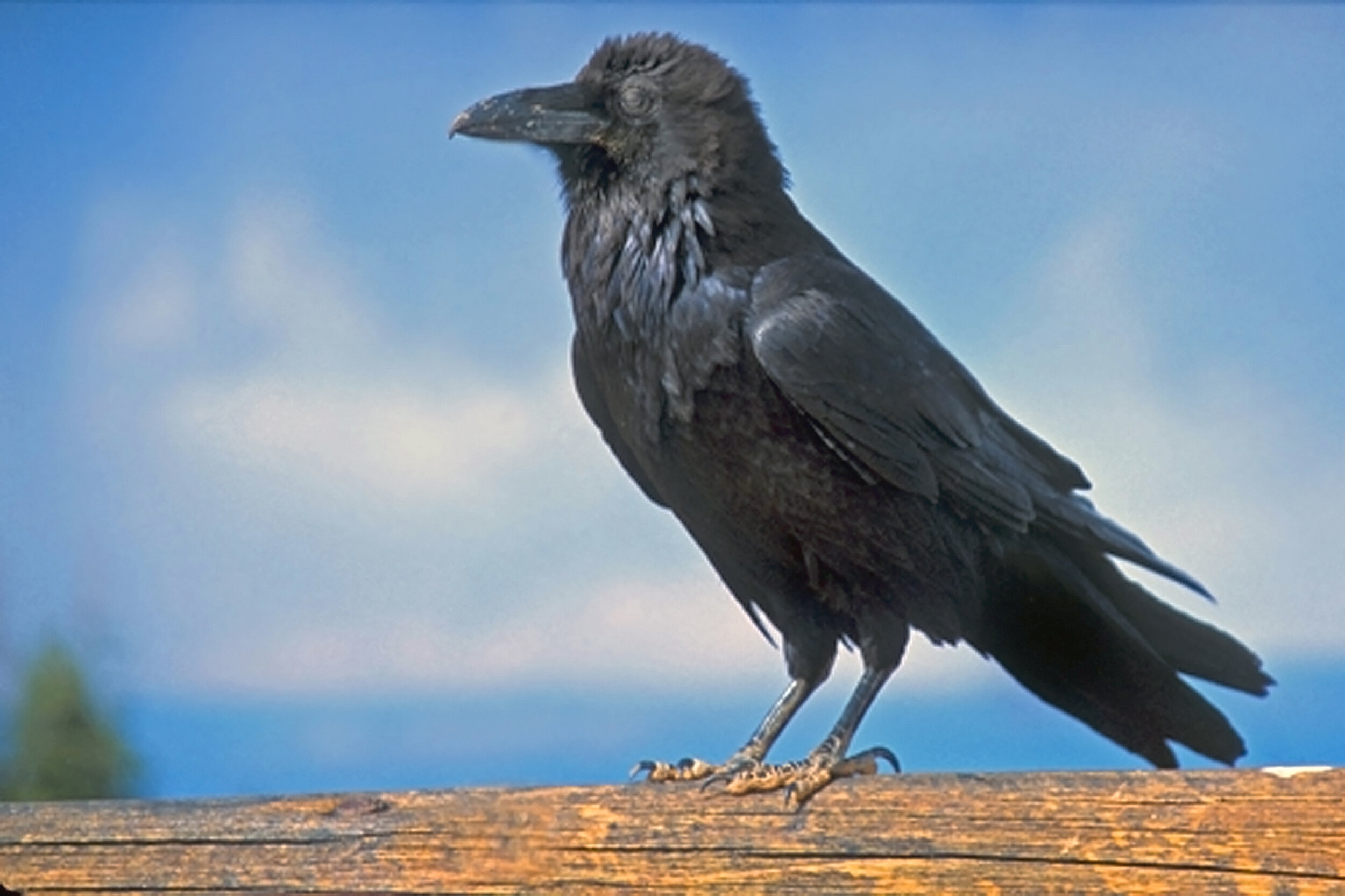 Photo credit: Peter Wallack; Wikimedia