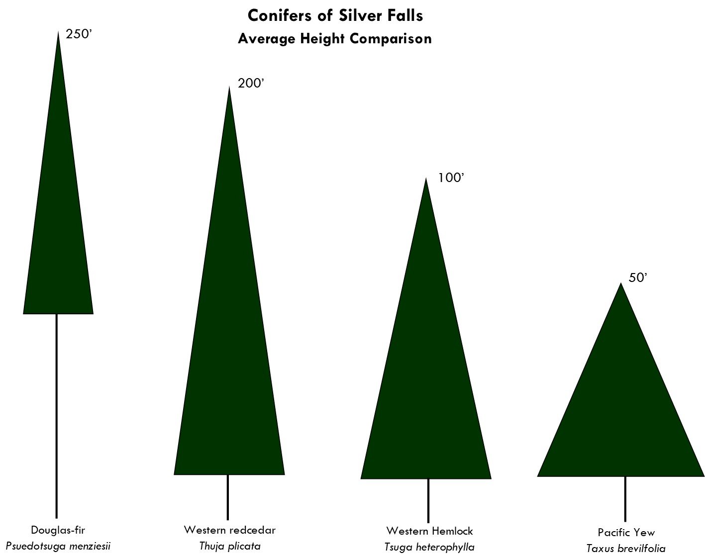 Conifer height comparison