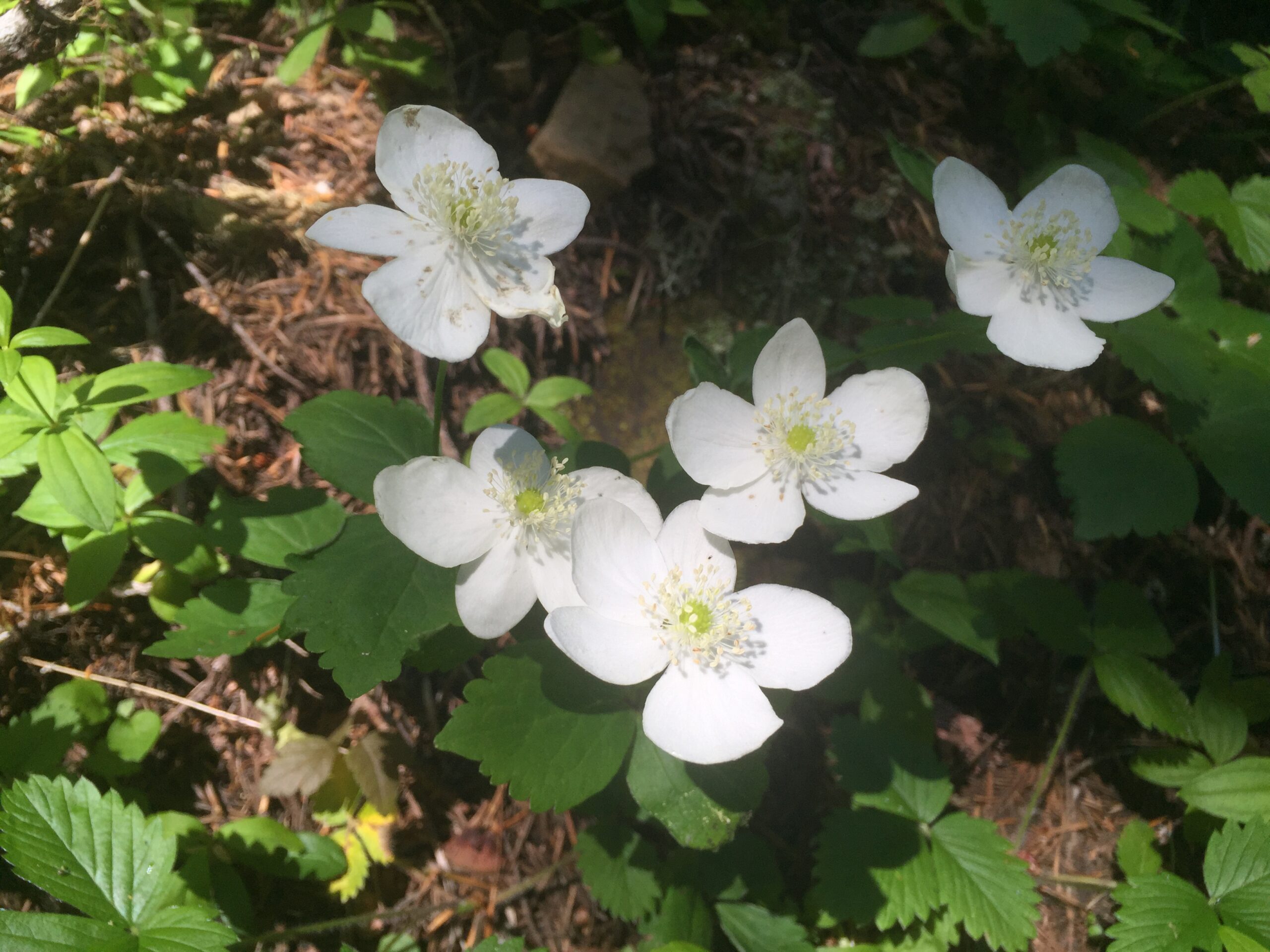 Columbia Windflower
