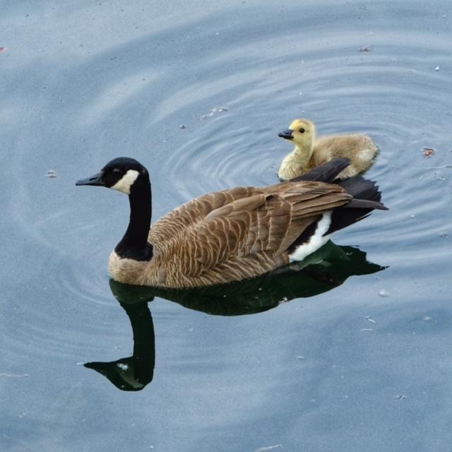 Canada Goose