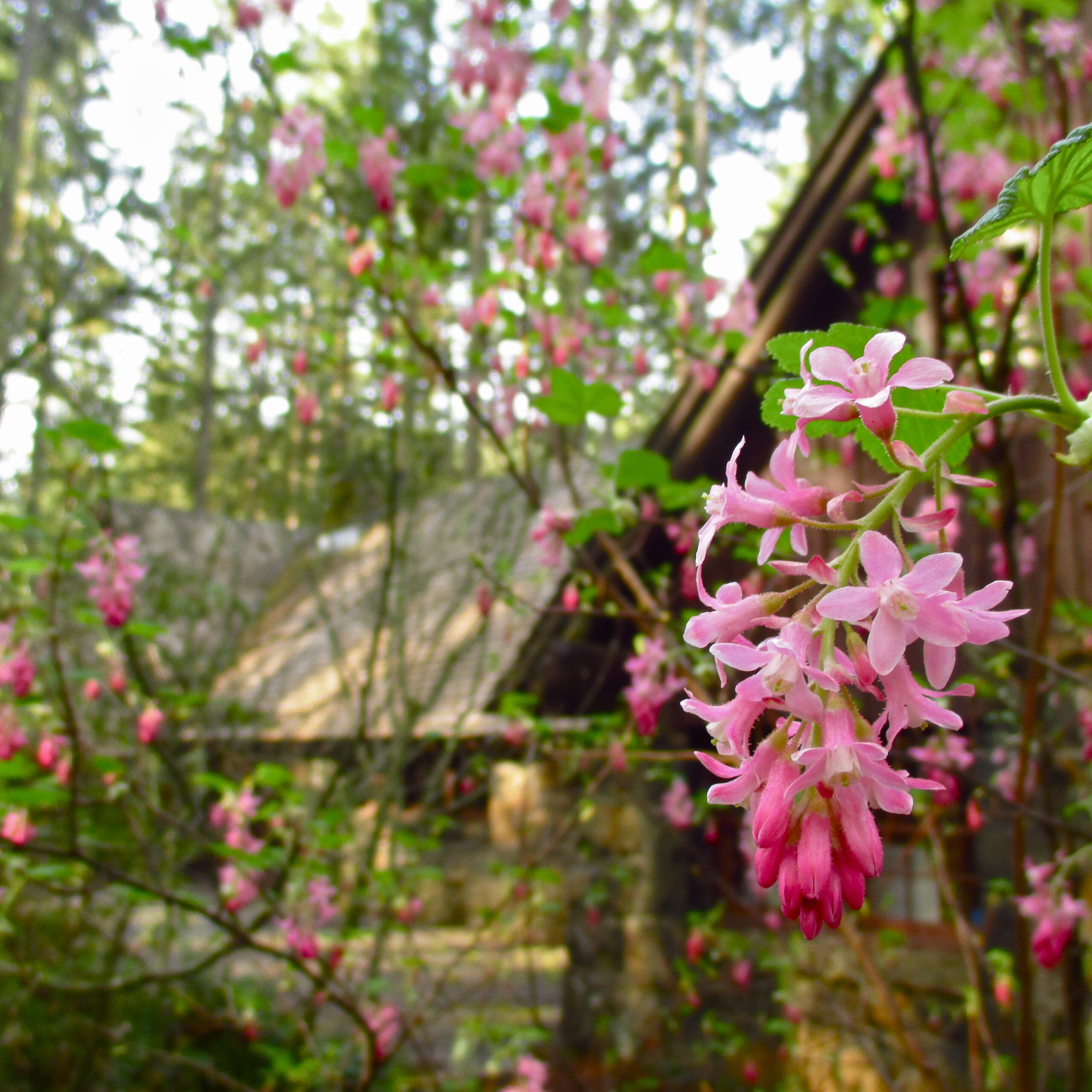 Red-Flowering Currant
