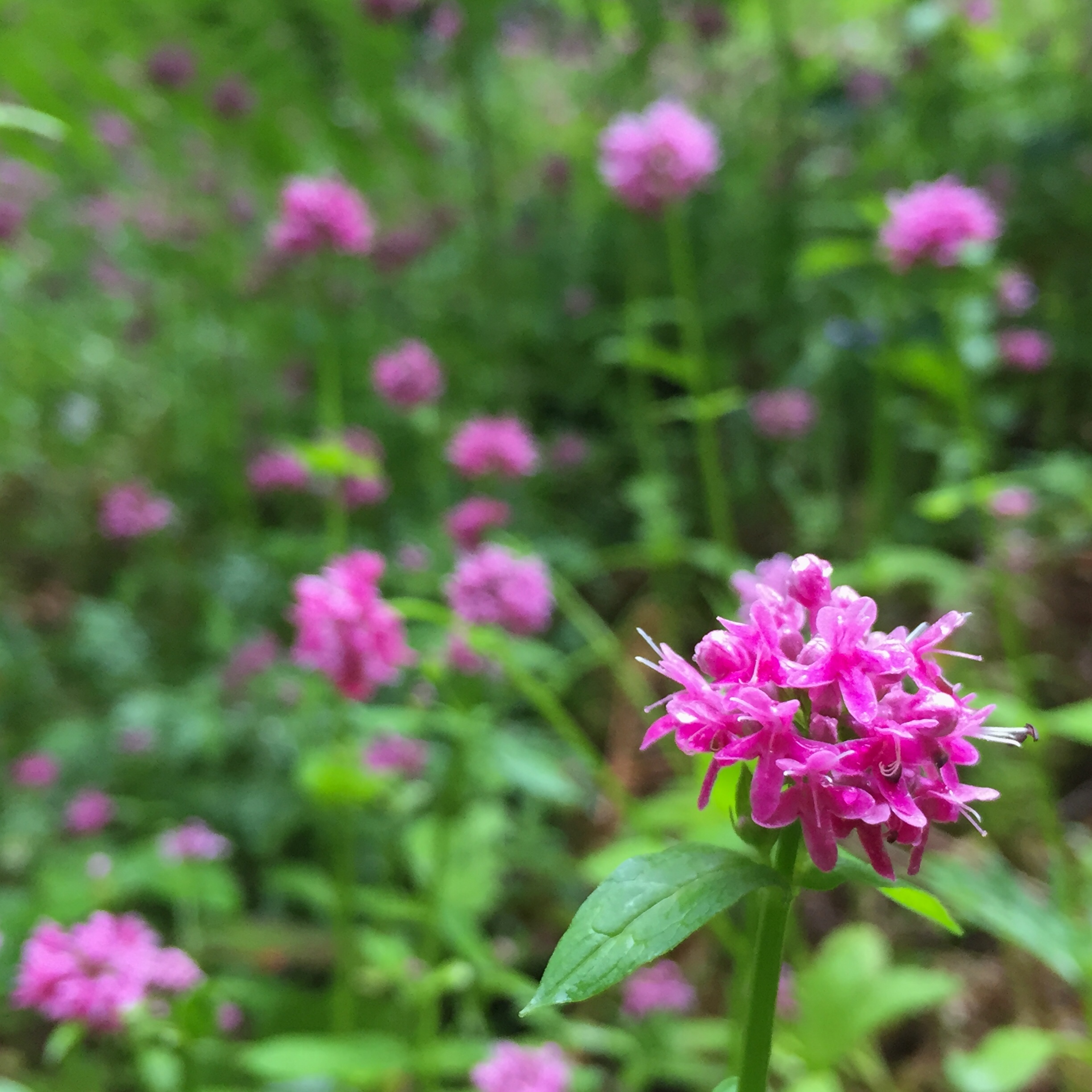 Rosy Plectritis