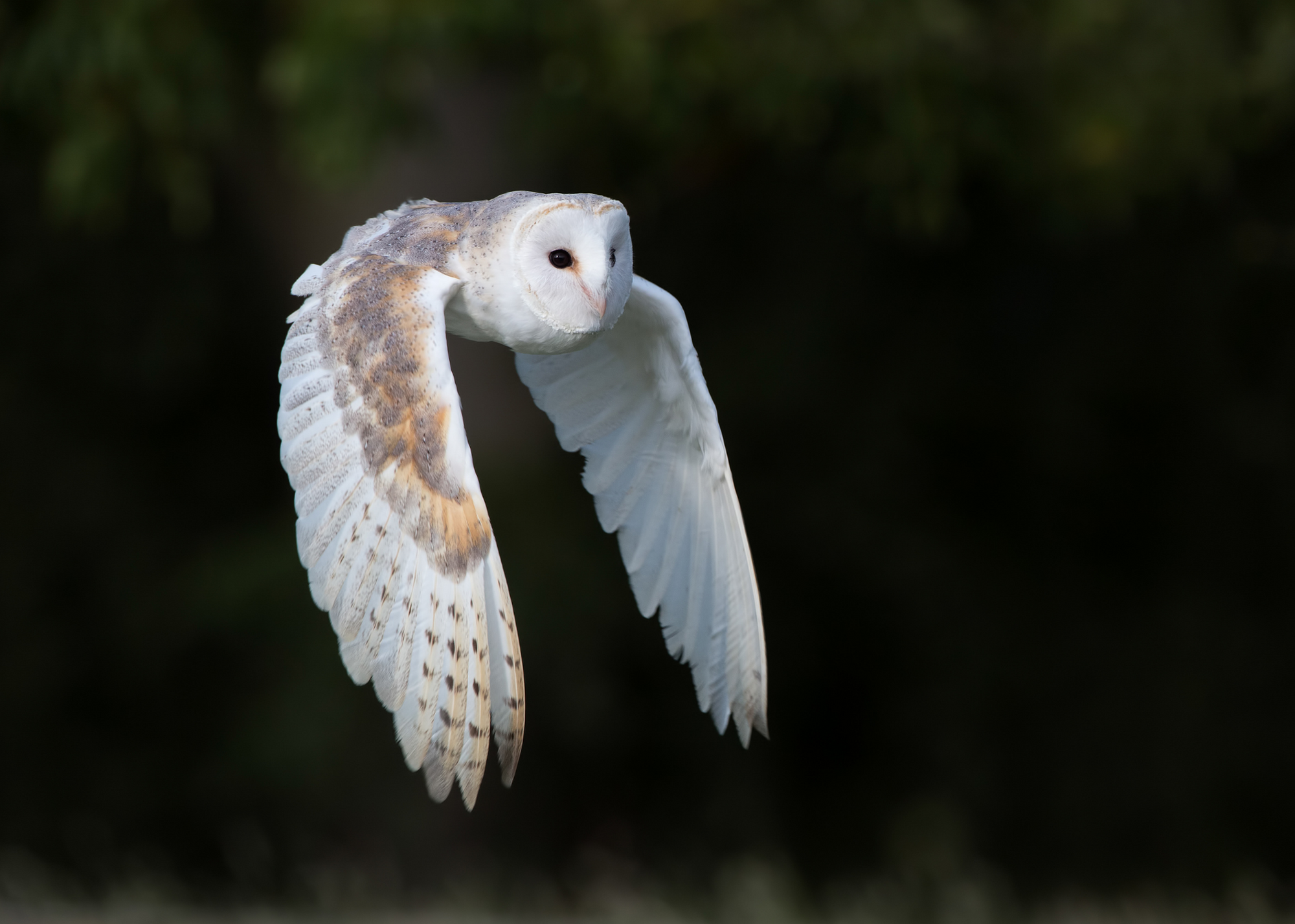 Barn Owl