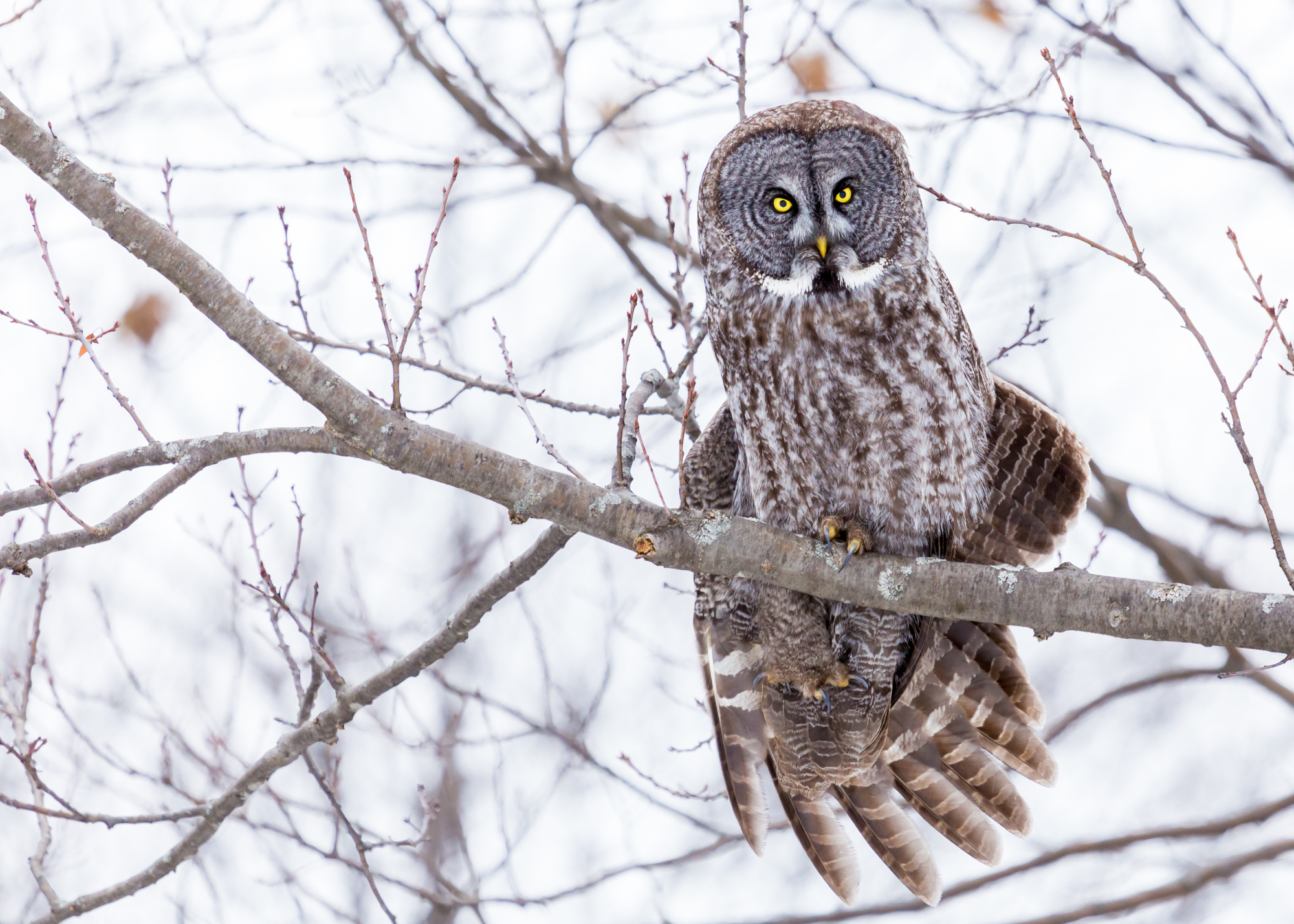 Great Grey Owl