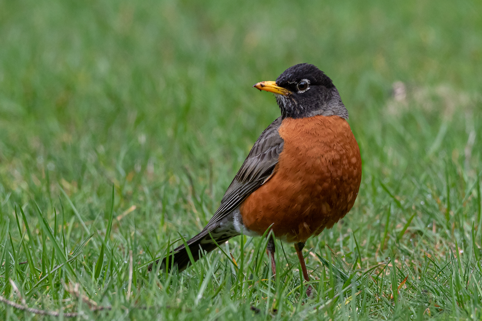 American Robin