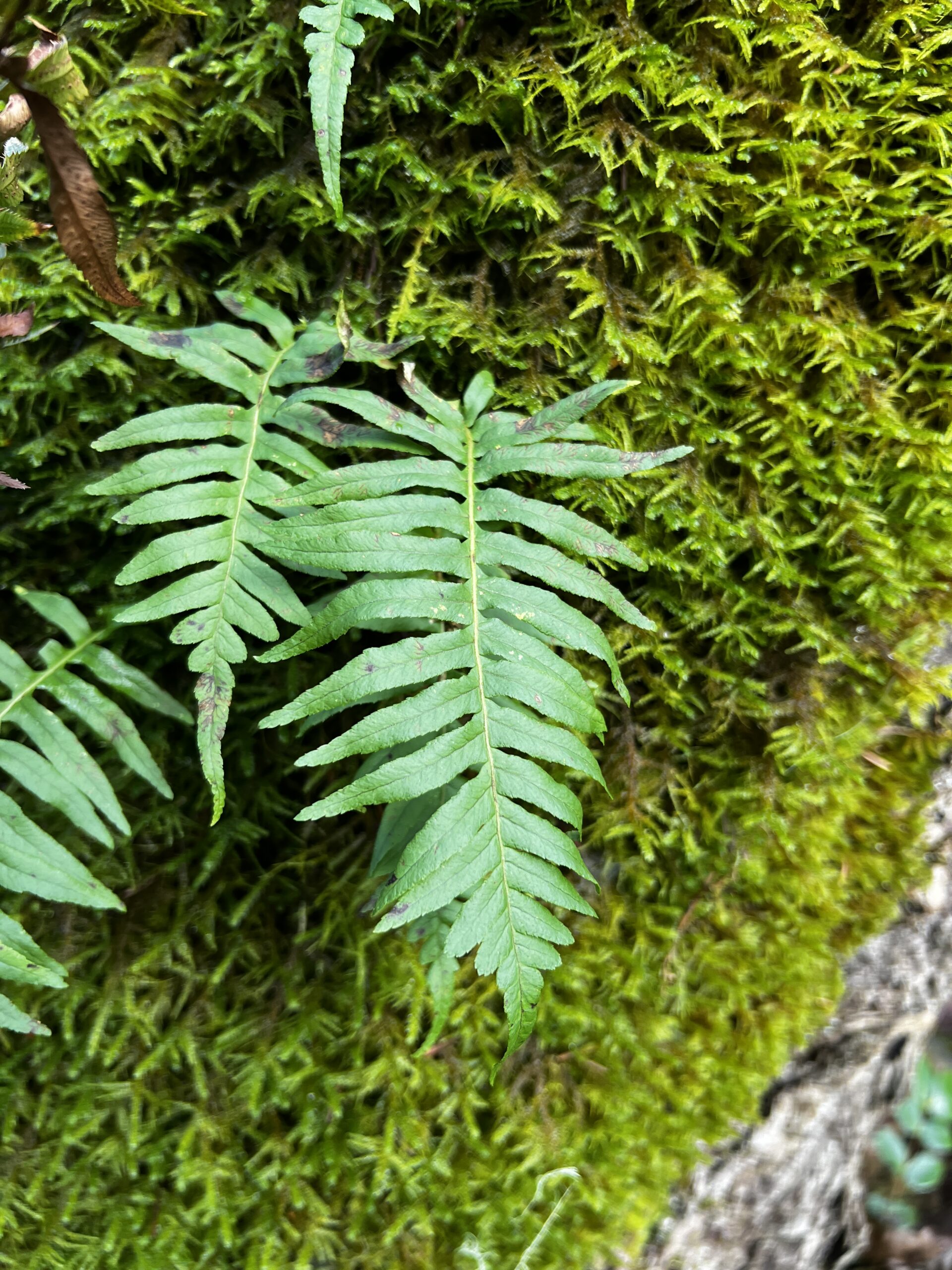 Licorice Fern