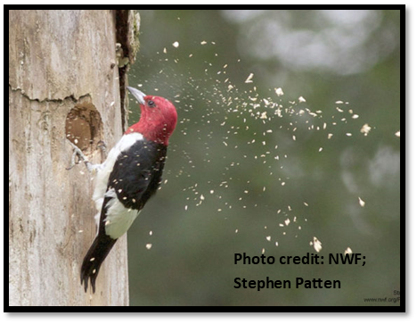 Woodpecker excavating