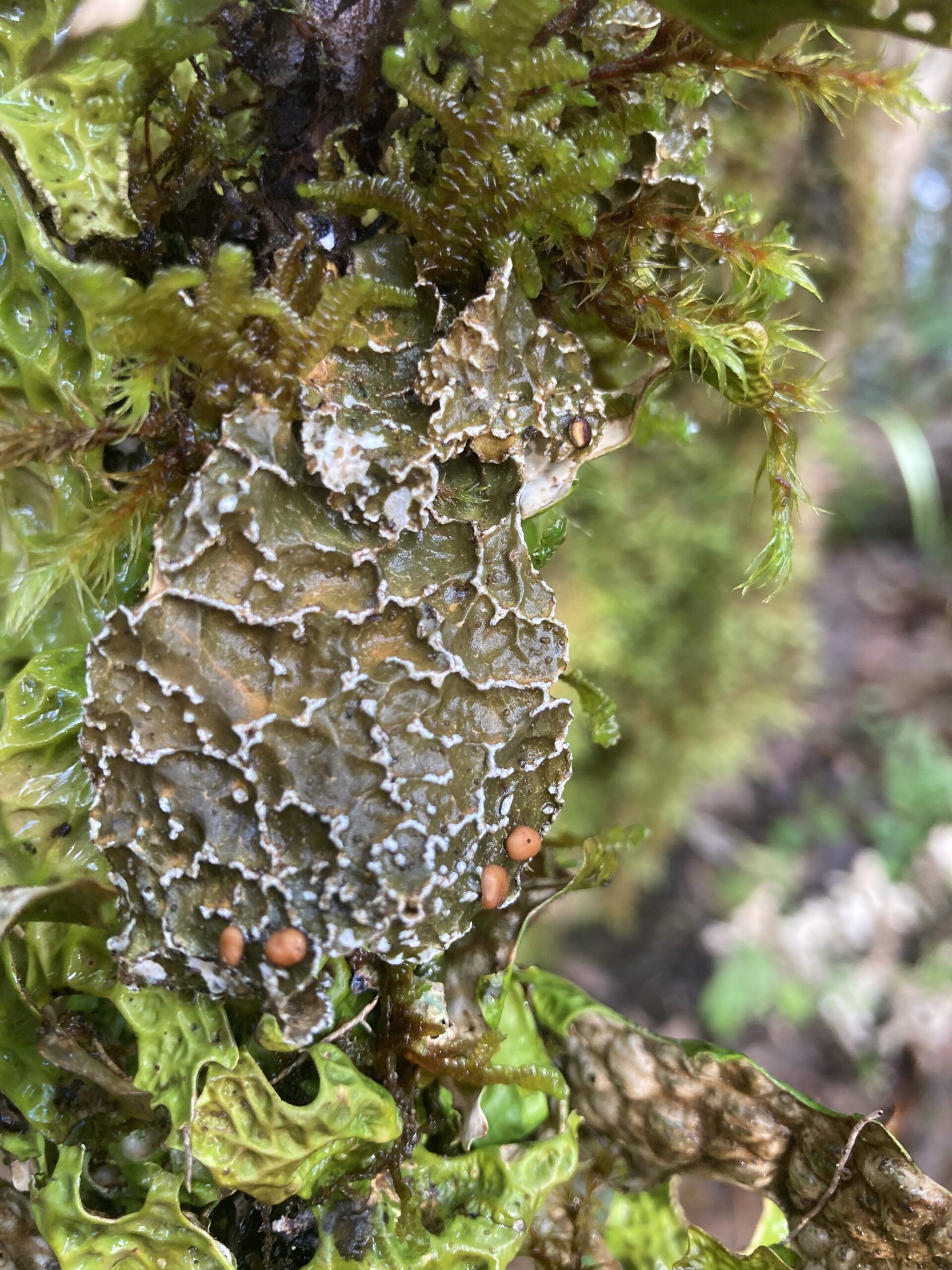 Netted Specklebelly Lichen