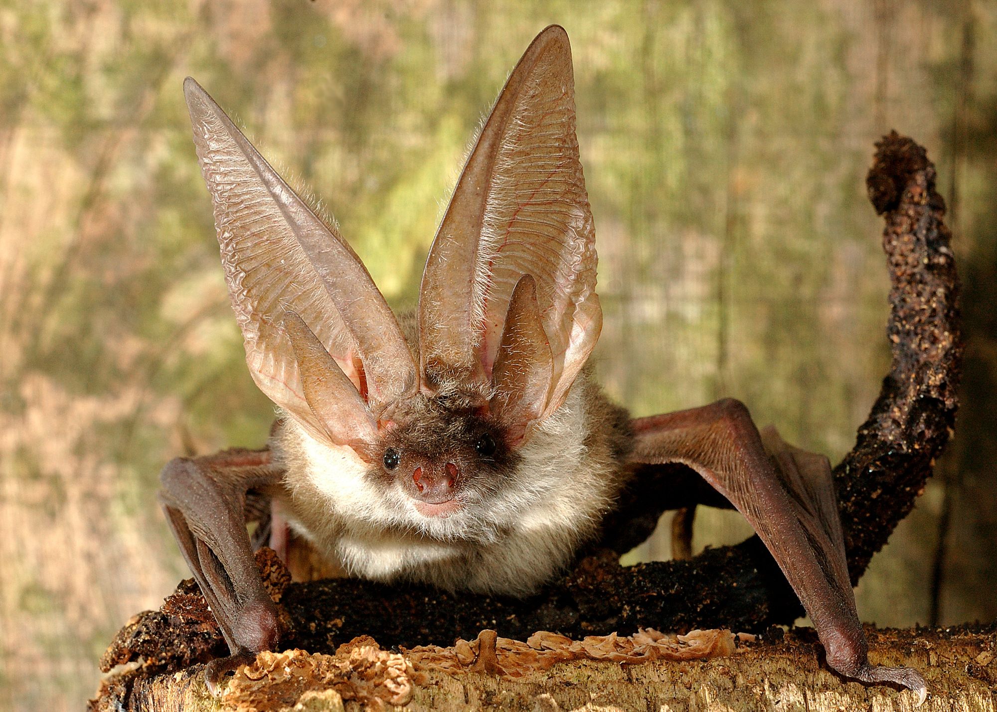 Bats