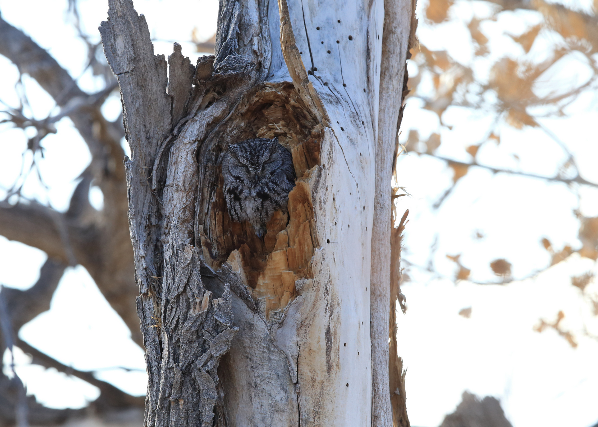 Western Screech Owl