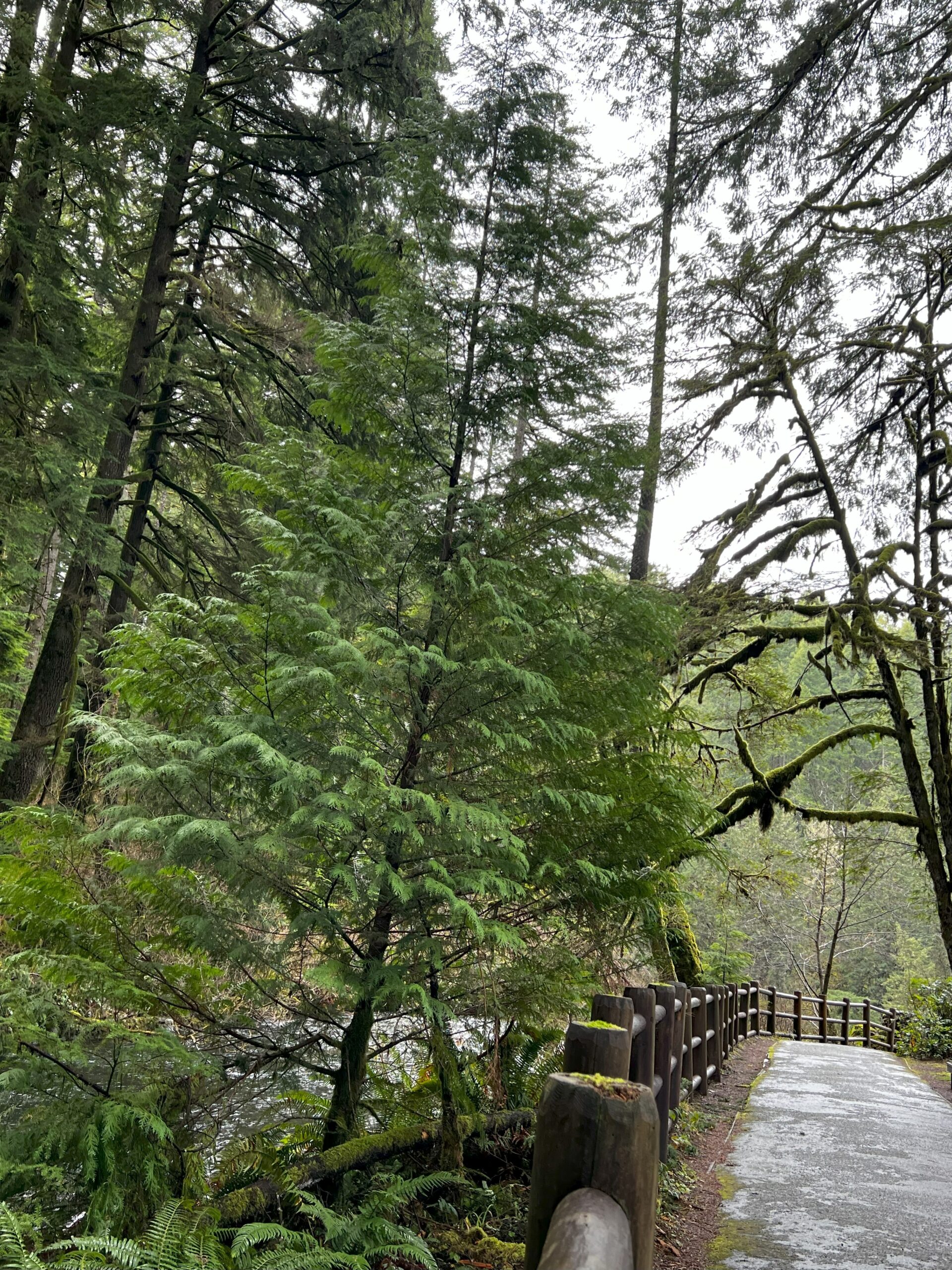 Western Redcedar
