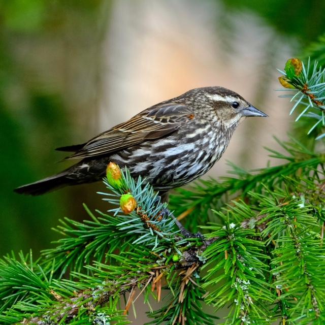 Red-Winged Blackbird