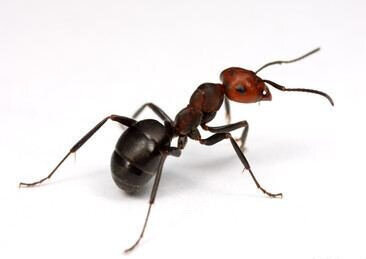 Formica obscuripes