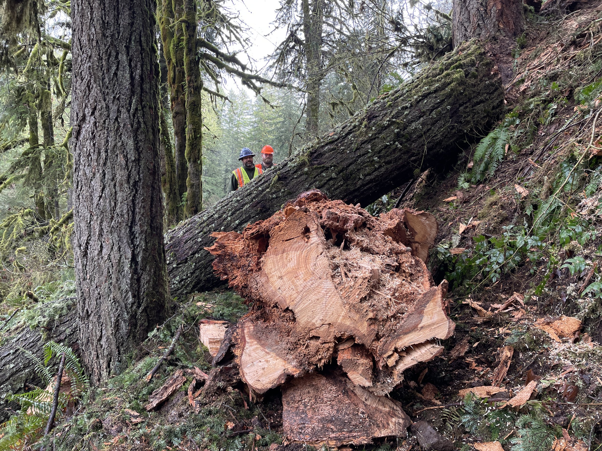 maple ridge tree 2024