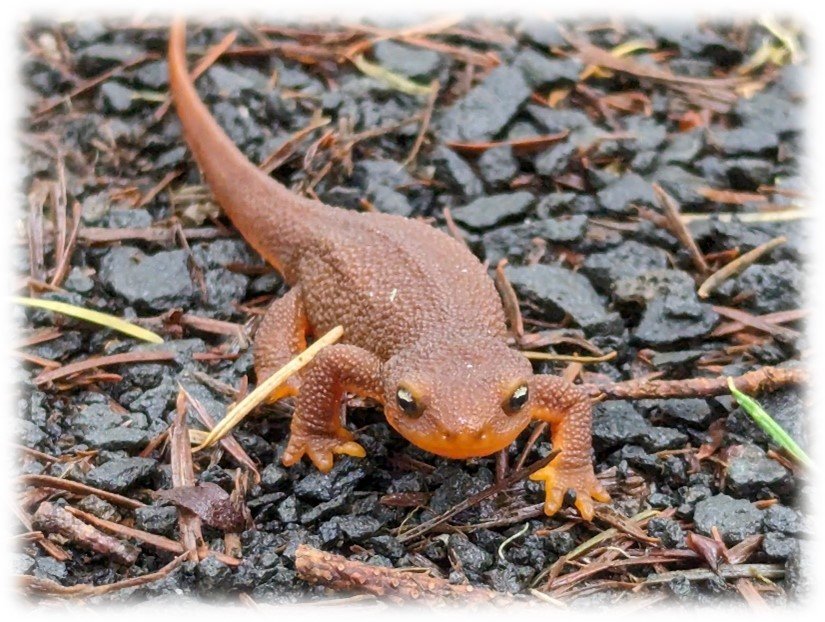 newt