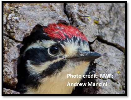 Woodpecker nose feathers