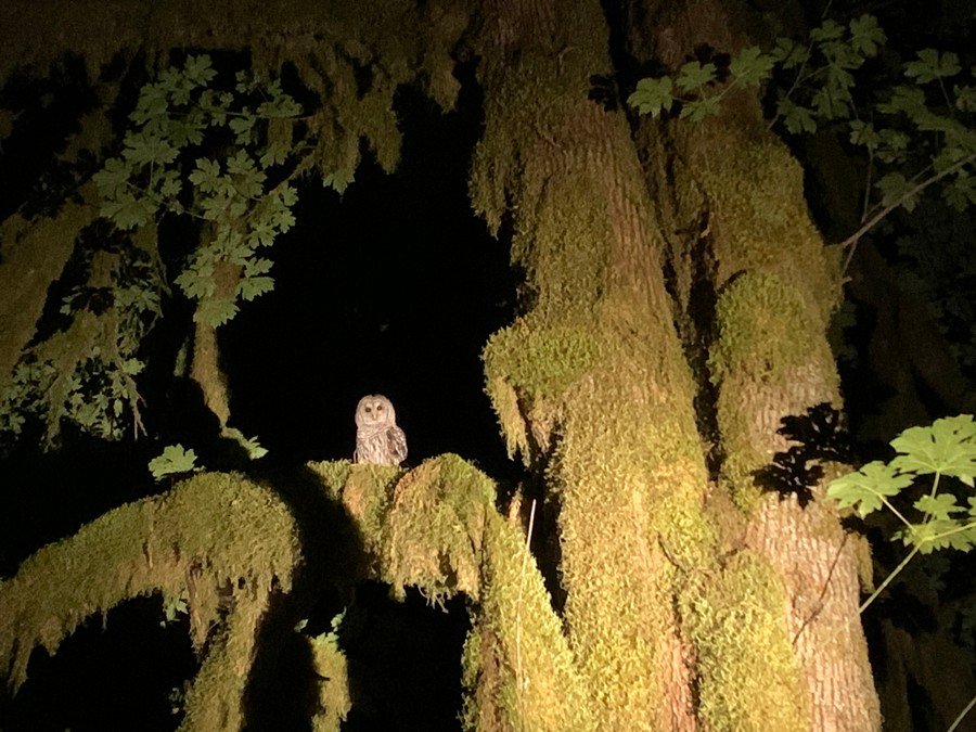 owl