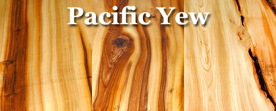 Pacific Yew title illustration