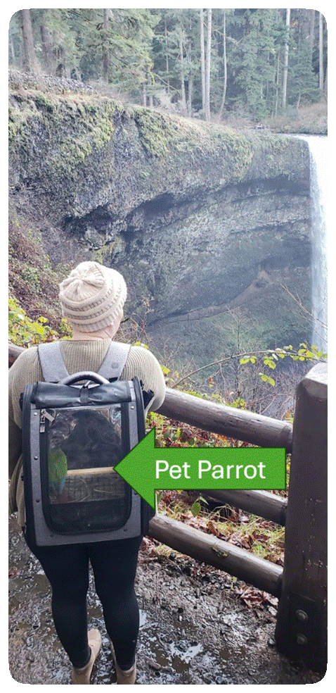 parrot.gif