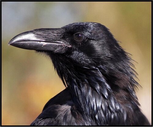raven