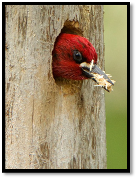 Red-breasted sapsucker excavating nest