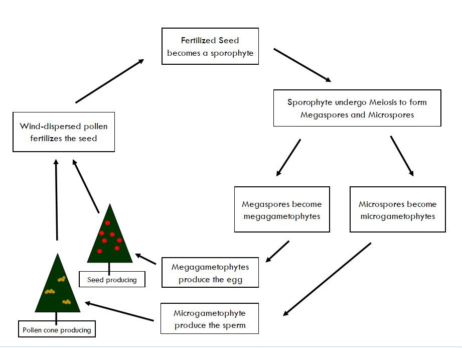 Pacific Yew reproduction cycle
