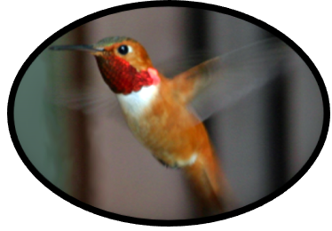 Rufous hummingbird