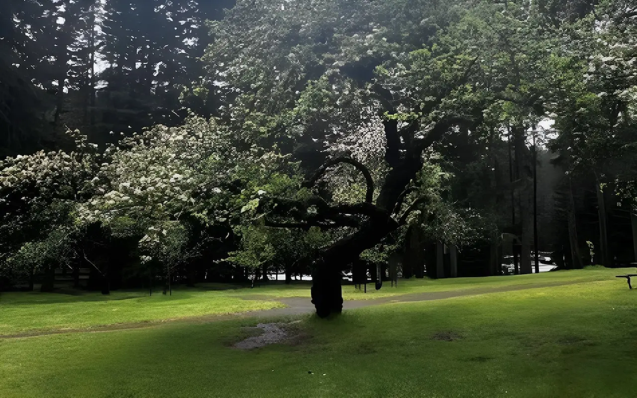 Silver Falls City Remnants - Park