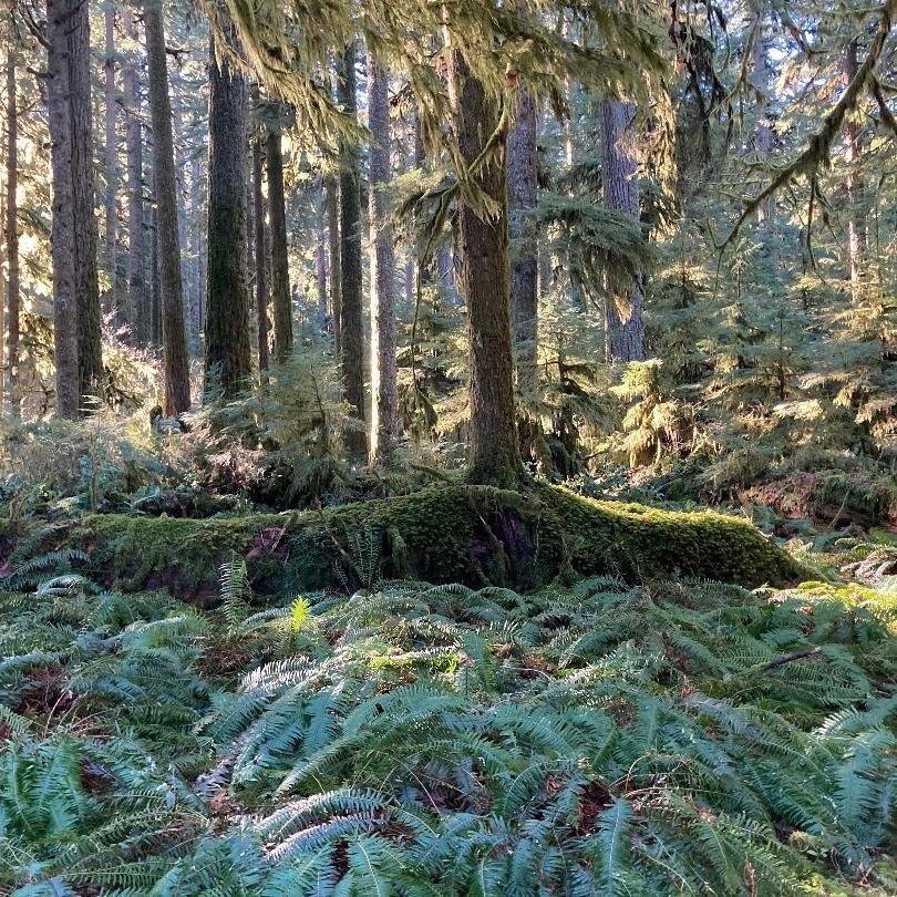 Mondays: Rainforest Ramble Go beyond the waterfalls and explore the wonders of the temperate rainforest in this hour-long walk on the Rim Trail.