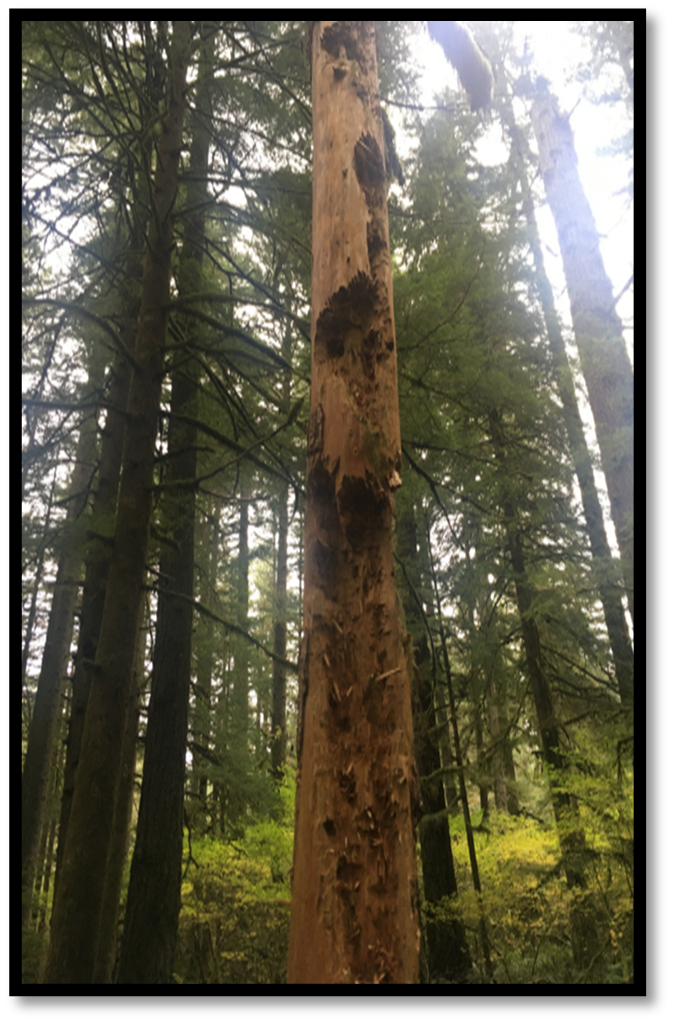 Woodpecker excavation diagram