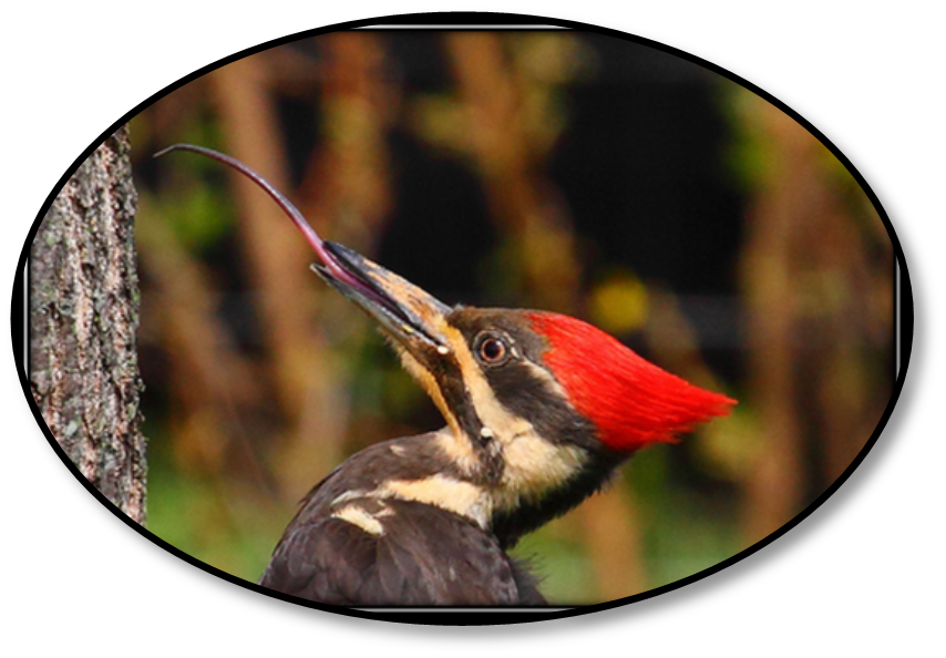 Pileated woodpecker tongue