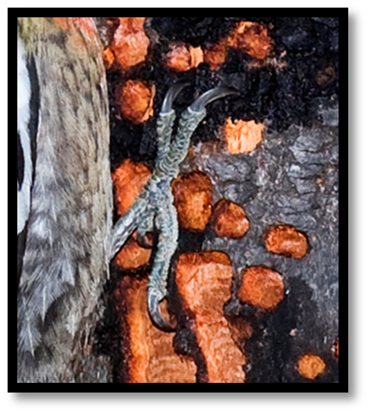 Zygodactyl feet