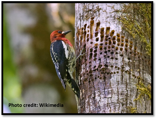 Sapsucker sap wells